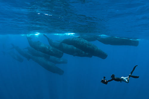 Diver with wales